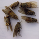 Dead tsetse flies are seen in a laboratory